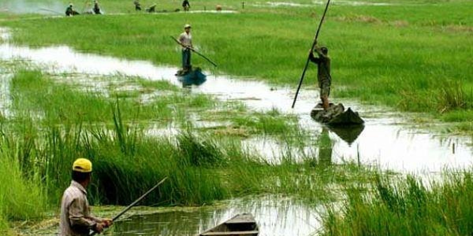 The Golden Rice Harvest Season in Vietnam’s Highlands | Dalat Easyrider Experience