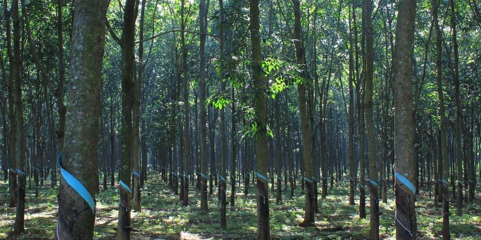 Rubber Plantation Tours in Vietnam – Discover the Art of Rubber Harvesting with Dalat Easyrider