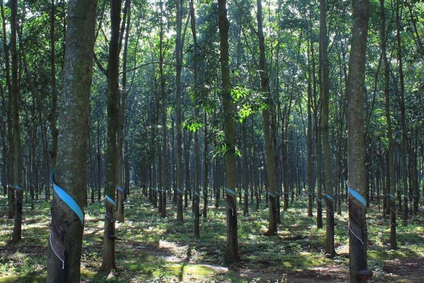 Rubber Plantation Tours in Vietnam – Discover the Art of Rubber Harvesting with Dalat Easyrider