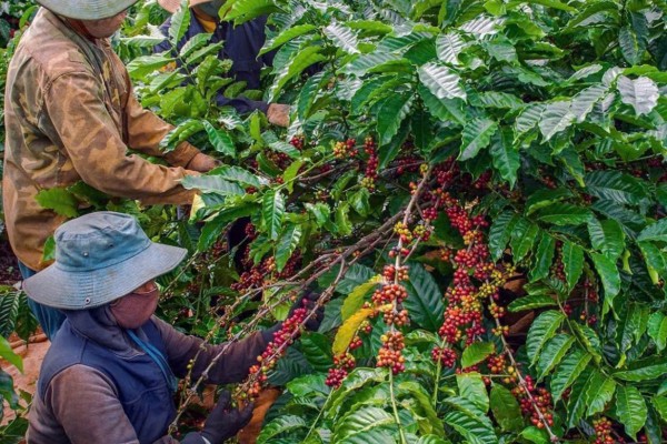 Dalat Easyrider Coffee Plantation Tour – Discover Vietnam’s Coffee Culture in the Central Highlands