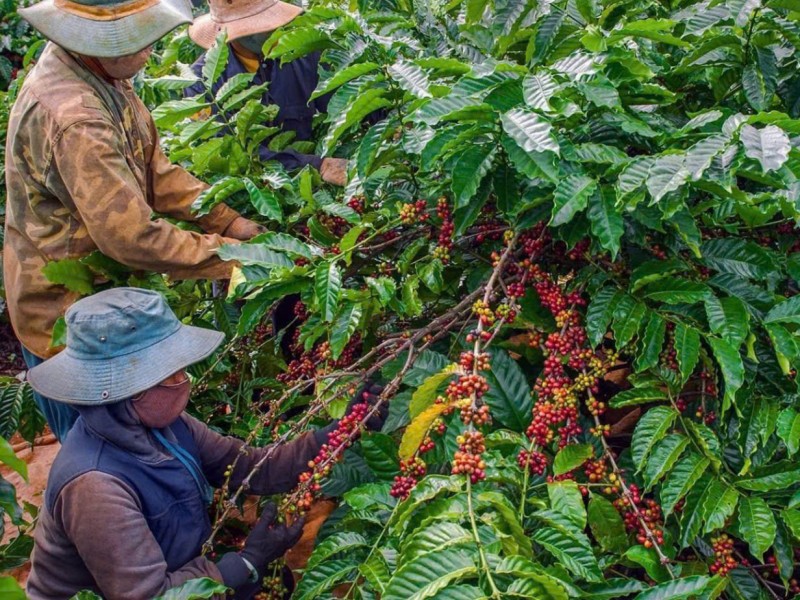 Dalat Easyrider Coffee Plantation Tour – Discover Vietnam’s Coffee Culture in the Central Highlands