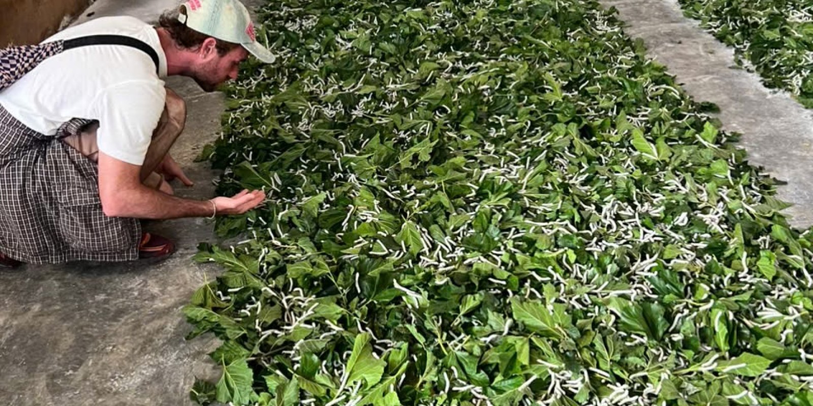 Discover the Traditional Silkworm Farming in Da Lat with Dalat Easyrider