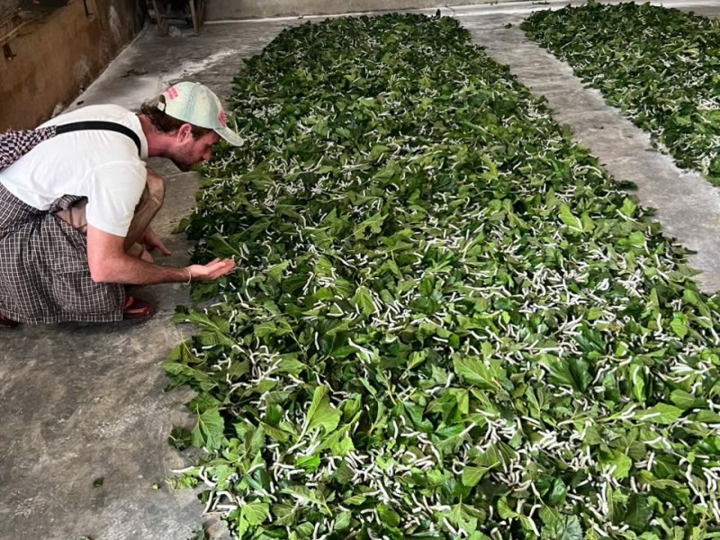 Discover the Traditional Silkworm Farming in Da Lat with Dalat Easyrider