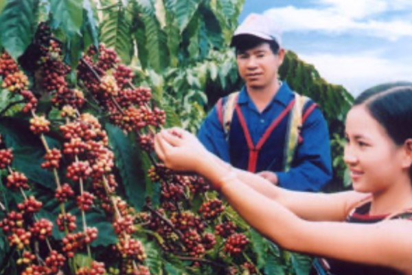 Exploring the Coffee Festival on the Central Highlands of Vietnam with DalatEasyrider”