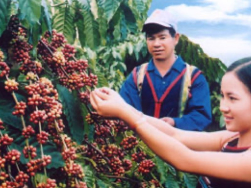 Exploring the Coffee Festival on the Central Highlands of Vietnam with DalatEasyrider”