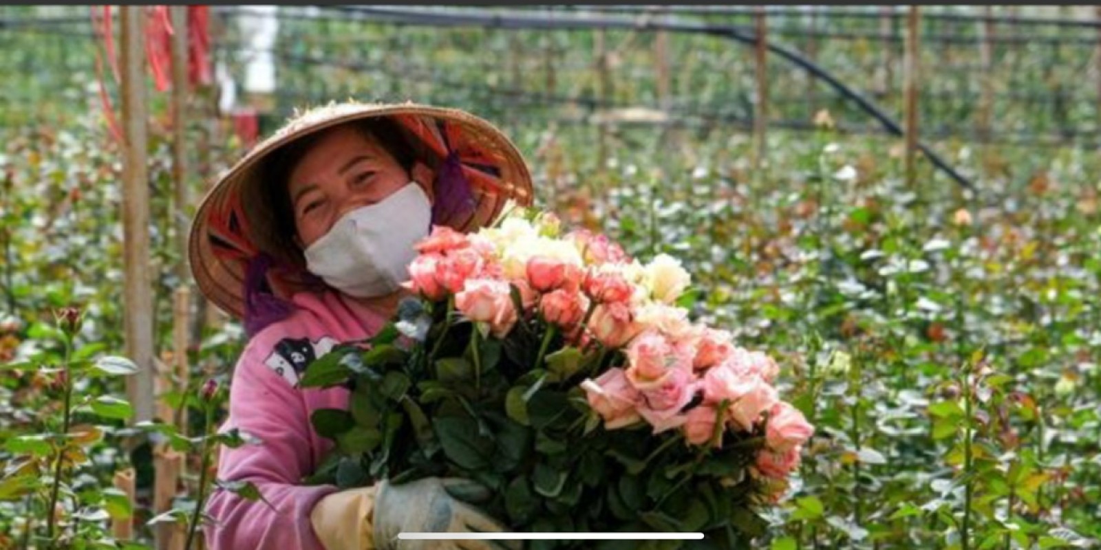 Discover and Experience Flower Farming with Local Farmers in Da Lat with Dalat Easyrider 🌸🏍️