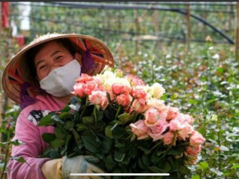 Discover and Experience Flower Farming with Local Farmers in Da Lat with Dalat Easyrider 🌸🏍️