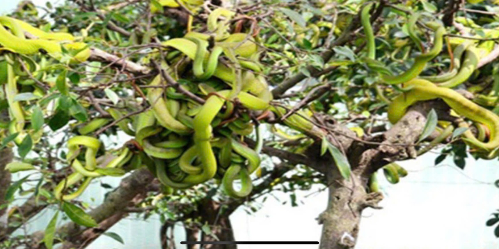 Explore the Mysterious World of Snakes at Dong Tam Snake Farm with Dalat Easyrider