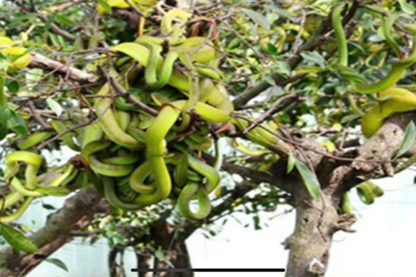 Explore the Mysterious World of Snakes at Dong Tam Snake Farm with Dalat Easyrider