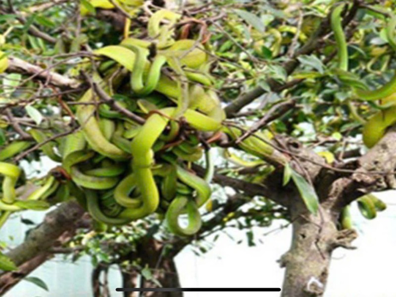 Explore the Mysterious World of Snakes at Dong Tam Snake Farm with Dalat Easyrider