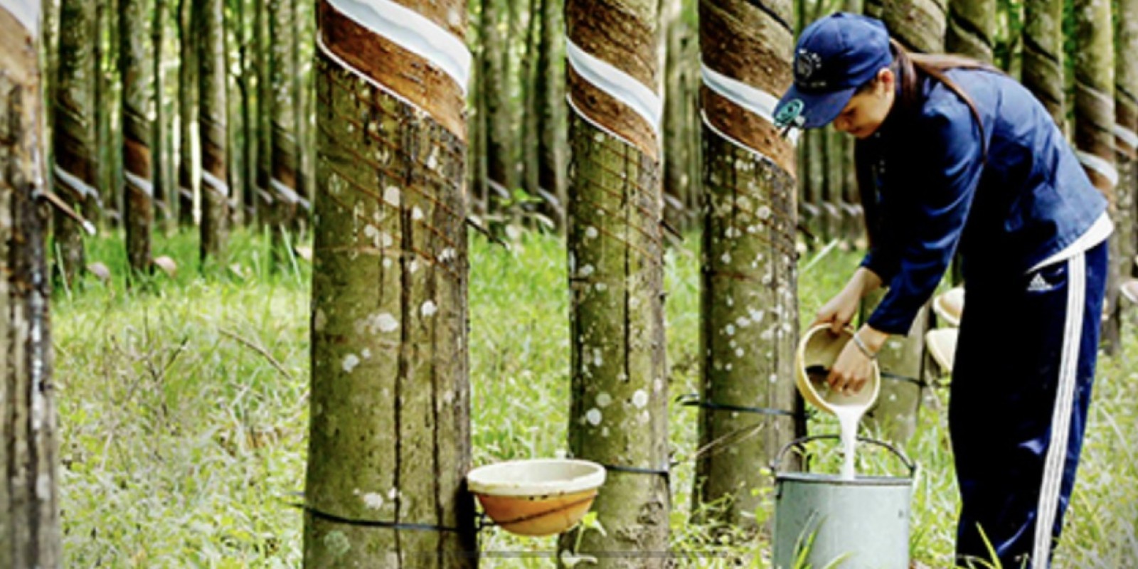 Explore Vietnam’s Endless Rubber Forests with Dalat Easyrider – A Journey into Nature and Tradition”