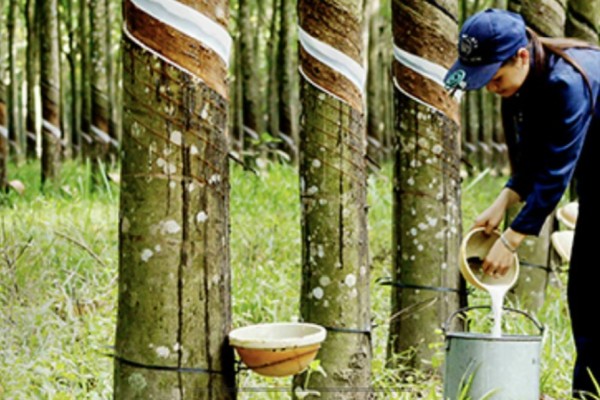 Explore Vietnam’s Endless Rubber Forests with Dalat Easyrider – A Journey into Nature and Tradition”