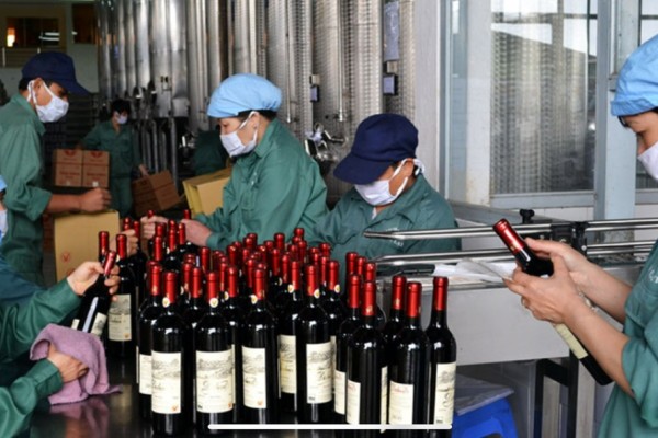 Discover Dalat’s Wine Culture: A Vineyard Adventure with Dalat Easyriders