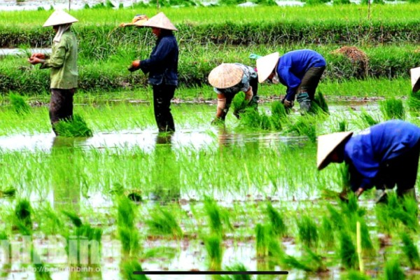 Rice & Mountains: Discovering Wet Rice Cultivation in Northwest Vietnam with Dalat Easyrider”