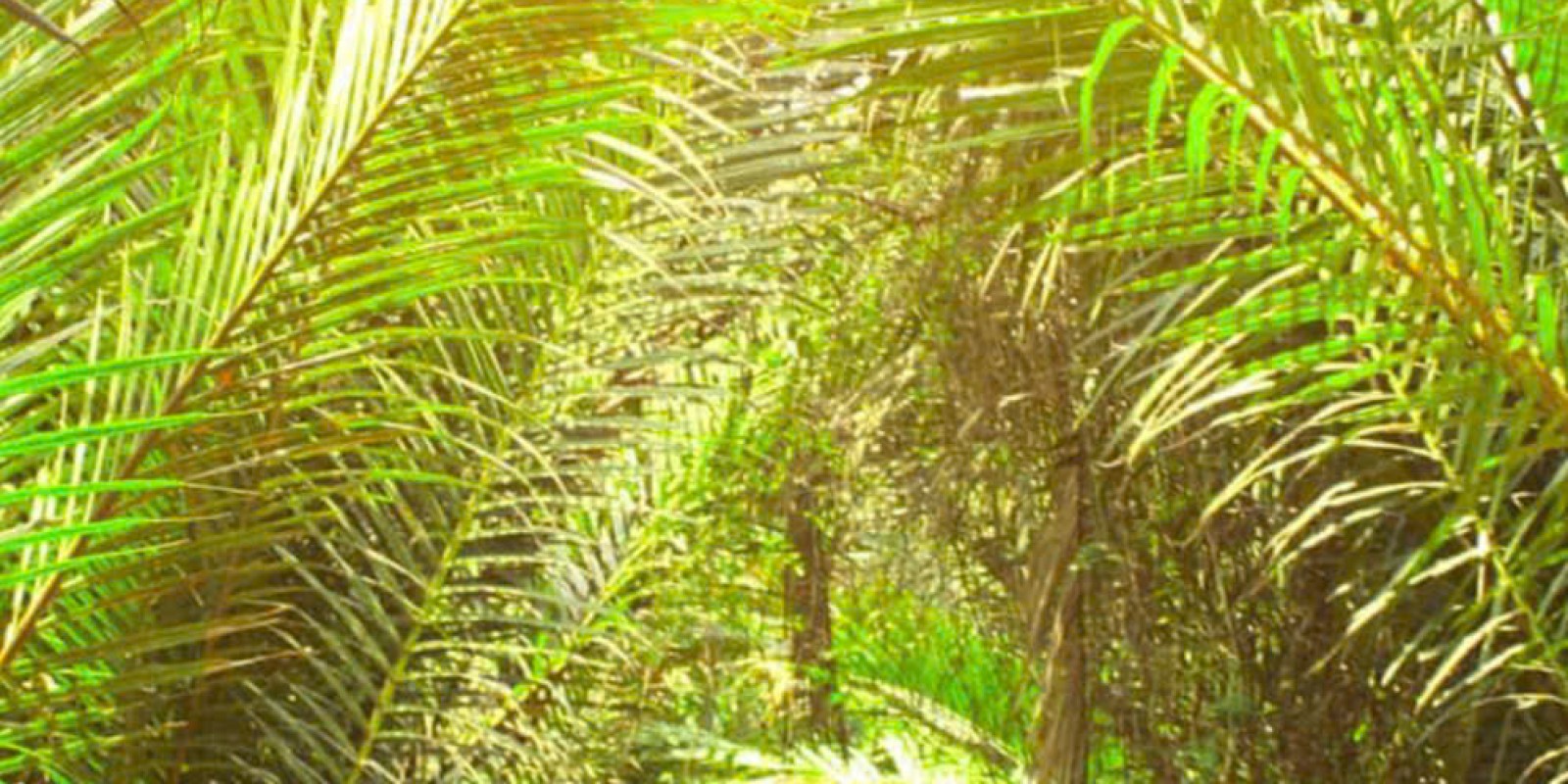 River Cruise in Ben Tre – A Peaceful Escape with Da Lat Easyriders