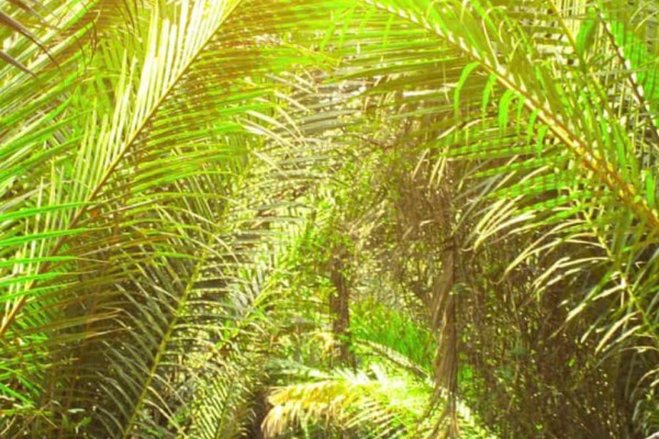 River Cruise in Ben Tre – A Peaceful Escape with Da Lat Easyriders