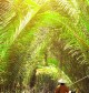 River Cruise in Ben Tre – A Peaceful Escape with Da Lat Easyriders