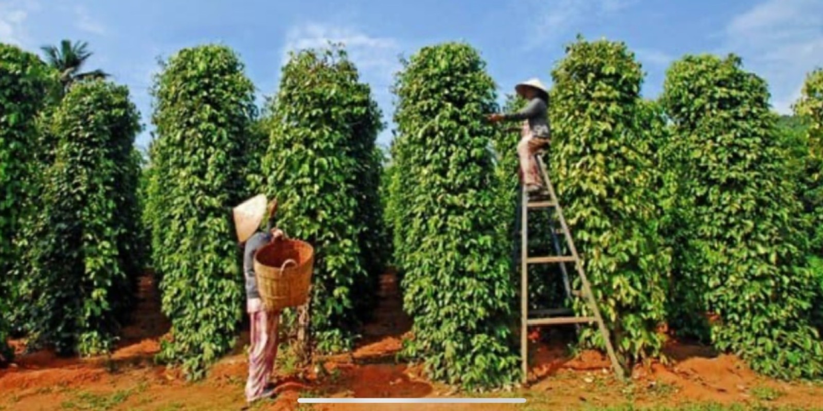 Explore the Pepper Capital of Vietnam’s Highlands with Da Lat Easyriders”