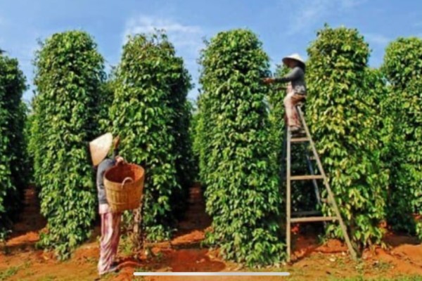 Explore the Pepper Capital of Vietnam’s Highlands with Da Lat Easyriders”