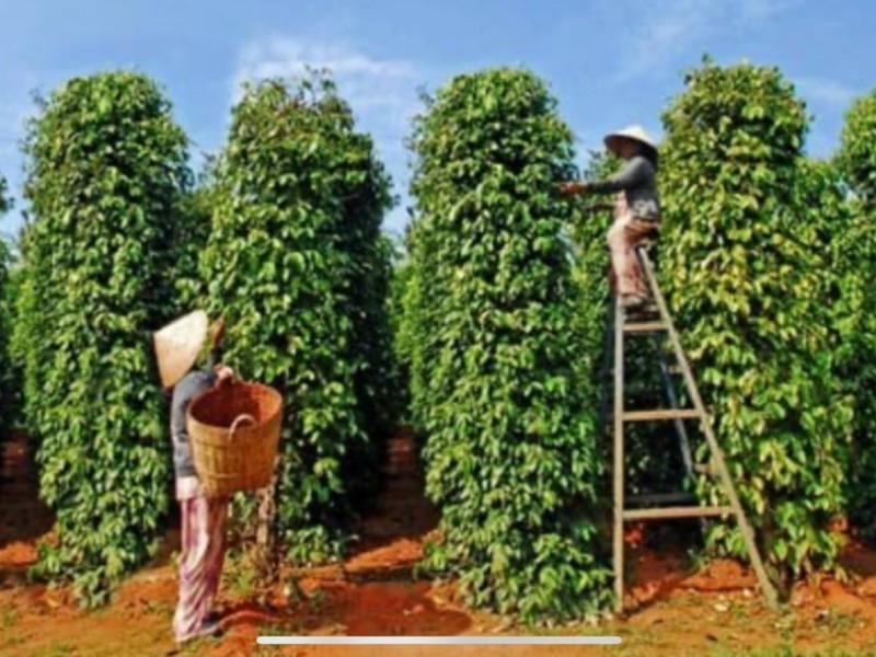Explore the Pepper Capital of Vietnam’s Highlands with Da Lat Easyriders”