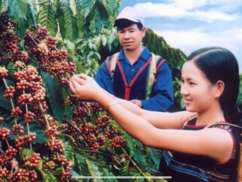 Discover the Coffee Capital of Vietnam with #DalatEasyrider – A Flavorful Journey to Buon Ma Thuot & the Central Highlands